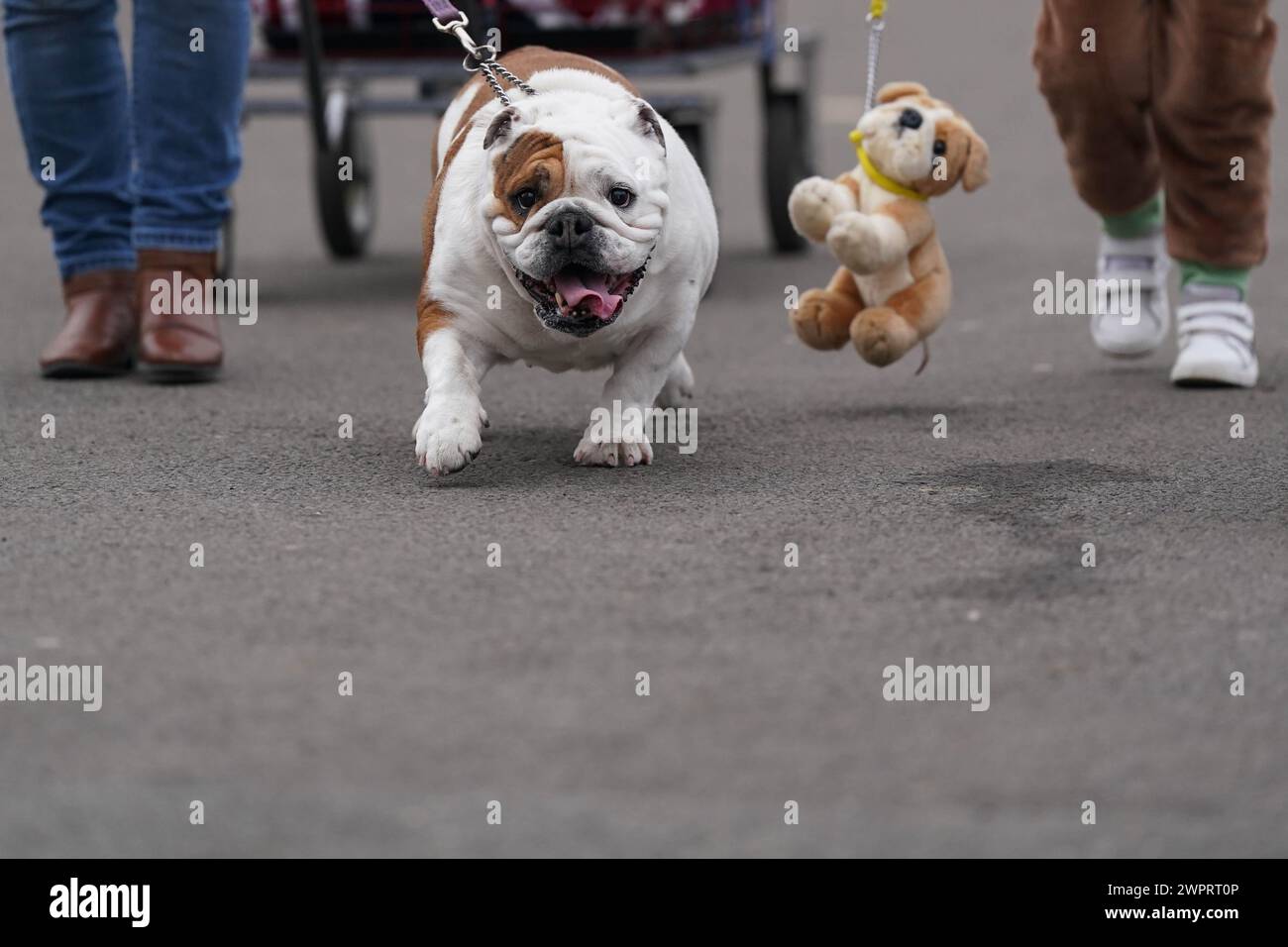 Eine Bulldog kommt am dritten Tag der Crufts Dog Show im National Exhibition Centre (NEC) in Birmingham an. Bilddatum: Samstag, 9. März 2024. Stockfoto