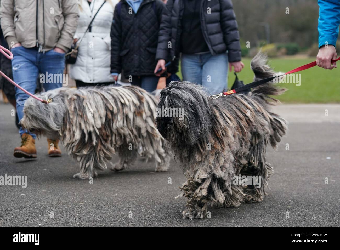 Die Besitzer und ihre Bergamasco kommen am dritten Tag der Crufts Dog Show im National Exhibition Centre (NEC) in Birmingham an. Bilddatum: Samstag, 9. März 2024. Stockfoto