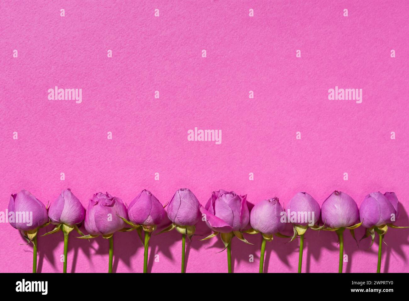 Rosen kreative Komposition rosa Hintergrund. Draufsicht des Musters der Rosenknospen. Original-Grußkarte Muttertag, internationaler Frauentag, Valen Stockfoto