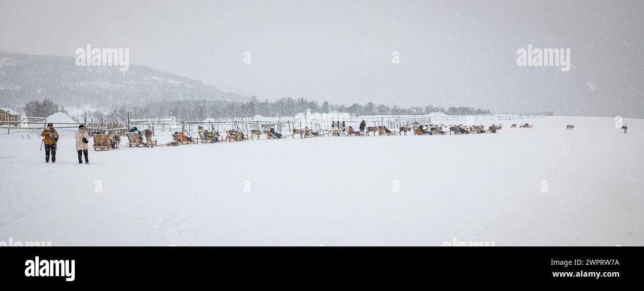 Schlitten werden von Rentieren in einer verschneiten Landschaft in der Nähe von Tromsø, Norwegen, gezogen. Stockfoto