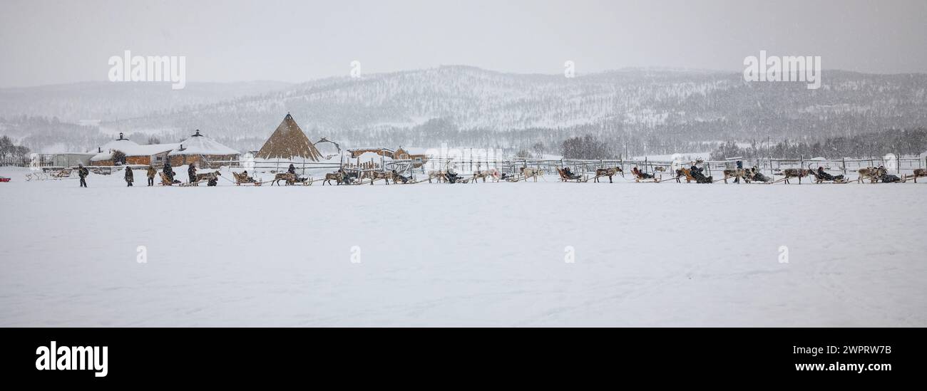 Rentiere ziehen Schlitten in einem Saami-Lager in Nordnorwegen Stockfoto
