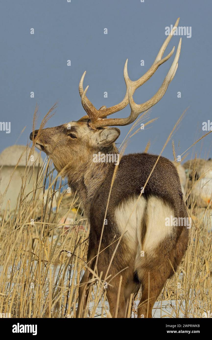 Sika Hirsch, Hokkaido, Japan. Stockfoto