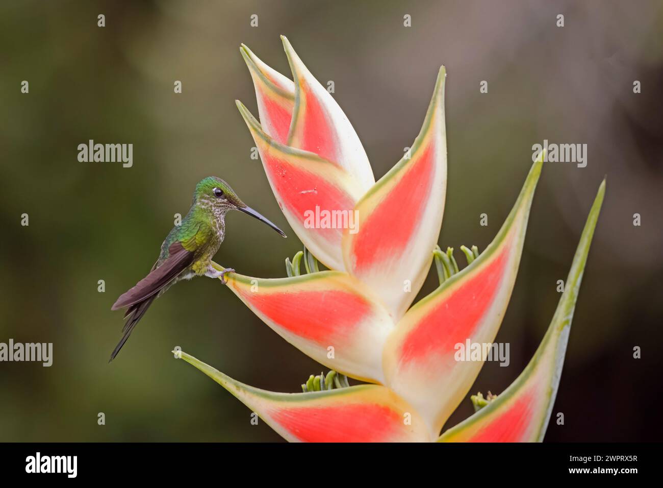Weibliche Kaiserin brillanter Kolibri auf einer Blume in Kolumbien Südamerika Stockfoto
