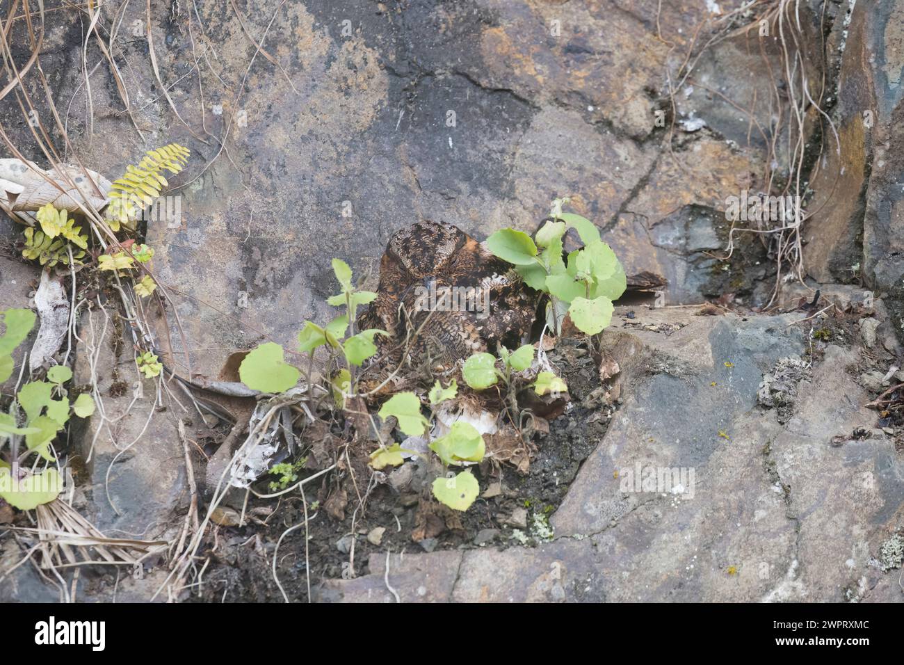 Leierschwanz Nightjar versteckt auf einem Felswand Kolumbien Südamerika Stockfoto