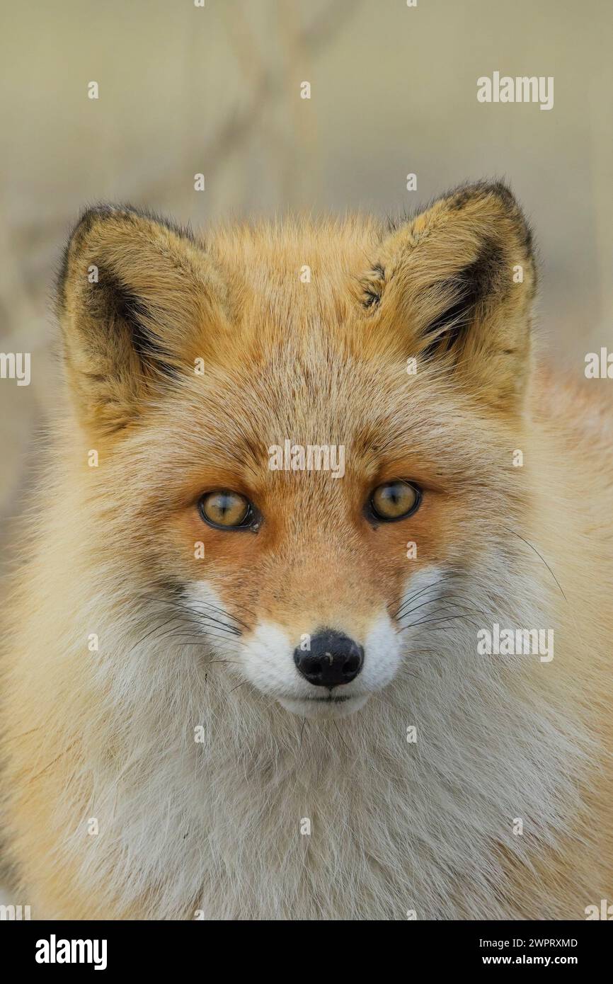 Ein wunderschönes Nahporträt eines wilden Rotfuchs (Vulpes vulpes) in Hokkaido, Japan. Stockfoto