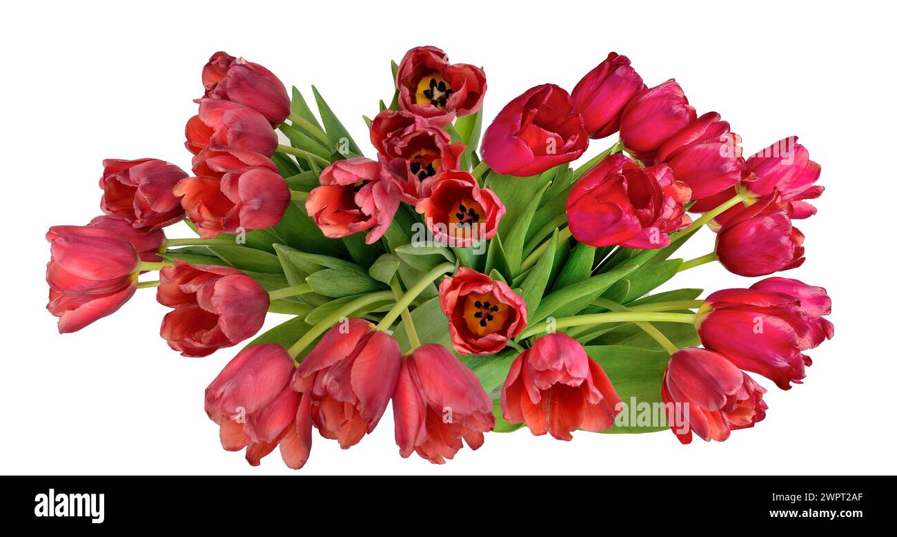 Großer Strauß roter Tulpen aus nächster Nähe, isoliert auf weißem Hintergrund. Frühling festliches Blumendesign für Grußkarte, romantischer Hintergrund für Muttertag, Stockfoto