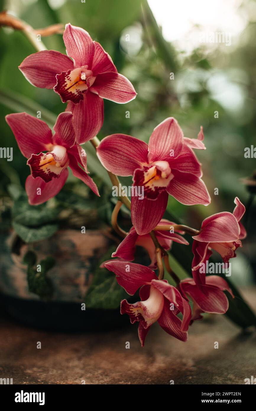 Wilde rosa helle Orchideen, die in der Natur wachsen, natürlicher floraler Frühling Sommer Hintergrund Stockfoto
