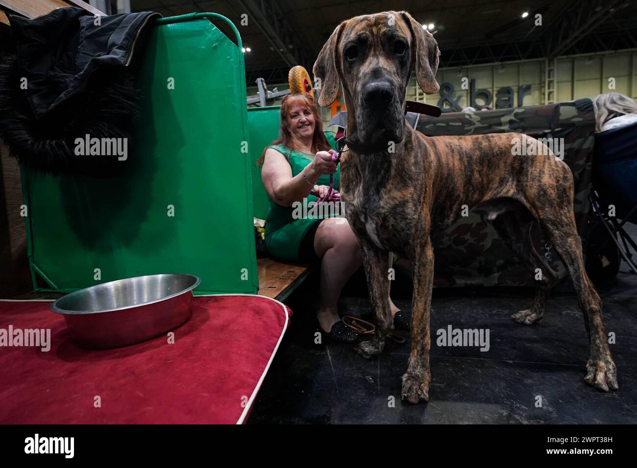 Ein Hundeführer mit ihrer Großen Dänin am dritten Tag bei der Crufts Dog Show im National Exhibition Centre (NEC) in Birmingham. Bilddatum: Samstag, 9. März 2024. Stockfoto