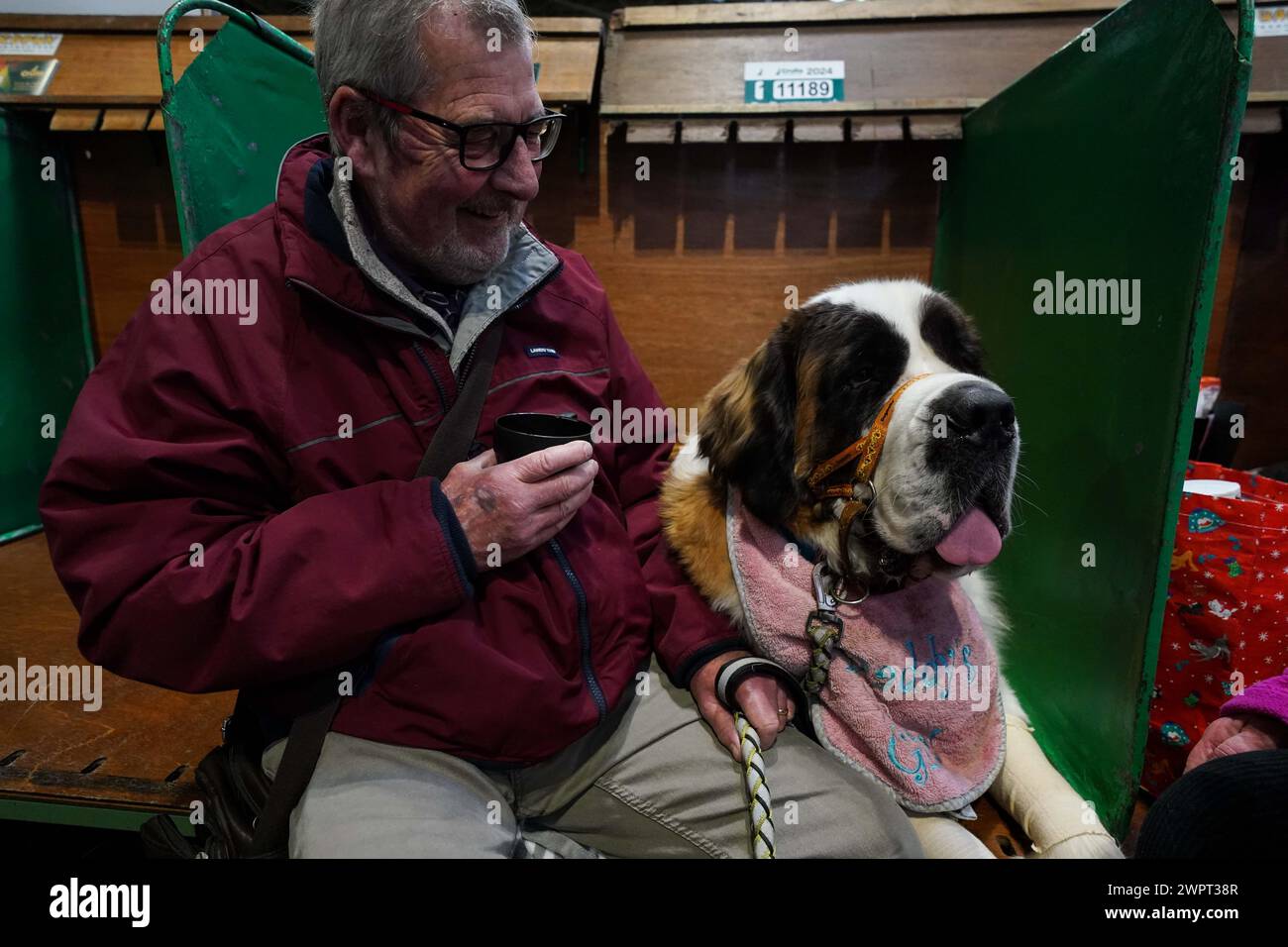 Ein St. Bernard mit ihrem Besitzer während des dritten Tages bei der Crufts Dog Show im National Exhibition Centre (NEC) in Birmingham. Bilddatum: Samstag, 9. März 2024. Stockfoto