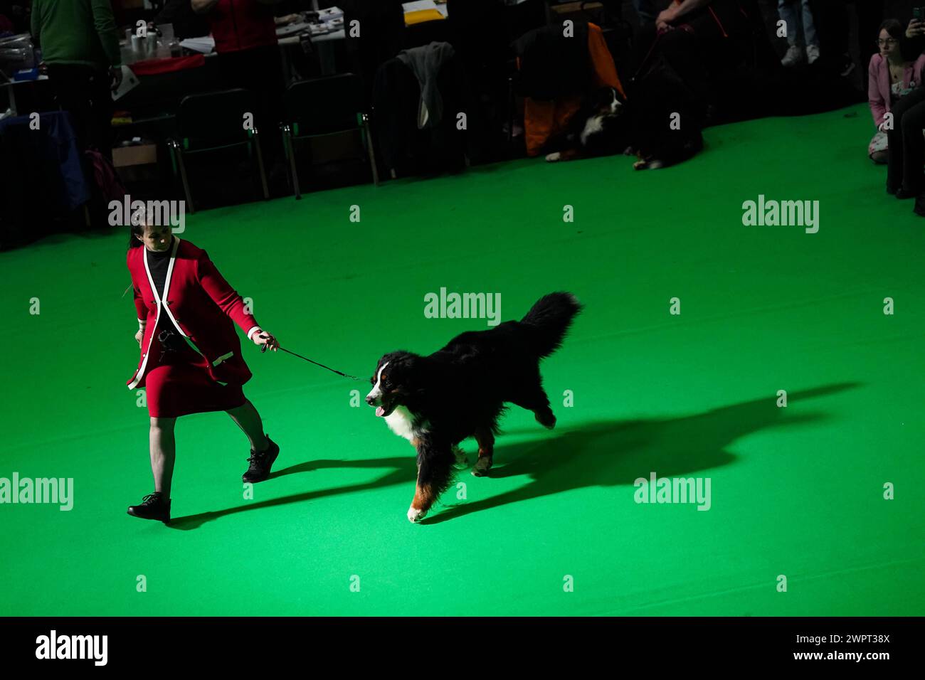 Ein Hundeführer mit seinem Berner Sennenhund im Showring während des dritten Tages bei der Crufts Dog Show im National Exhibition Centre (NEC) in Birmingham. Bilddatum: Samstag, 9. März 2024. Stockfoto