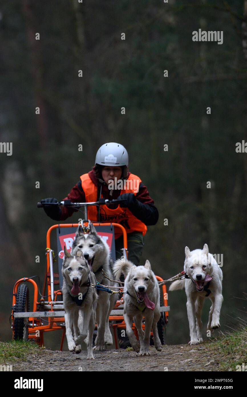 Apenburg, Deutschland. März 2024. Ein Musher fährt ihr Schlittenhundeteam über einen Hügel im Wald. Bis zum 10. März 2024 findet dort im Rahmen der Deutschen Meisterschaften ein Schlittenhundeschlittenrennen statt. Quelle: Klaus-Dietmar Gabbert/dpa/ZB/dpa/Alamy Live News Stockfoto