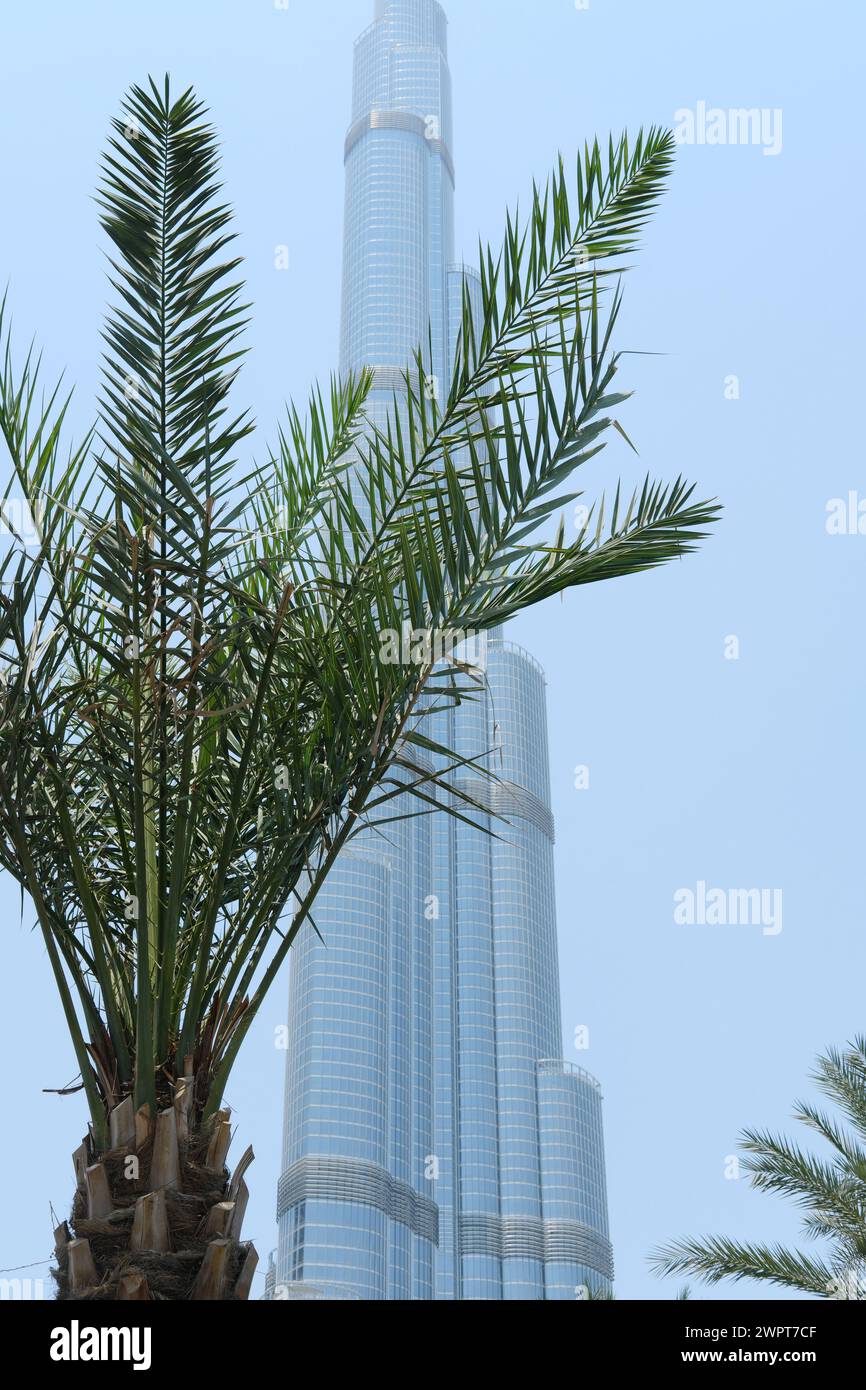 Der majestätische Burj Khalifa thront hoch, teilweise verdeckt von Palmenwedel unter einem blauen Himmel in Dubai. Dubai, VAE - 15. August 2023 Stockfoto