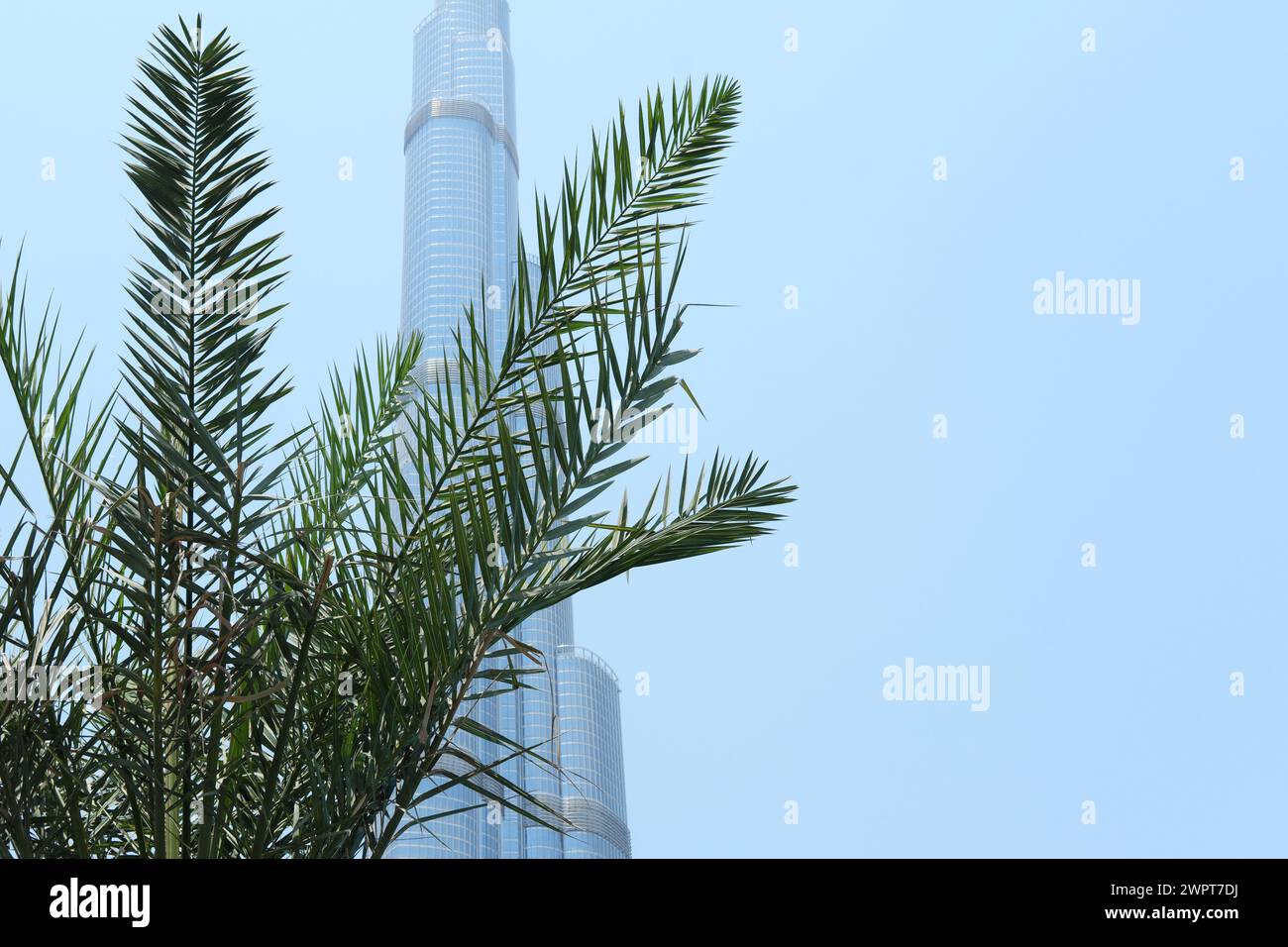 Ein einzigartiger Winkel des Burj Khalifa, der teilweise von Palmblättern vor einem klaren blauen Himmel in Dubai verdeckt ist. Dubai, VAE - 15. August 2023 Stockfoto