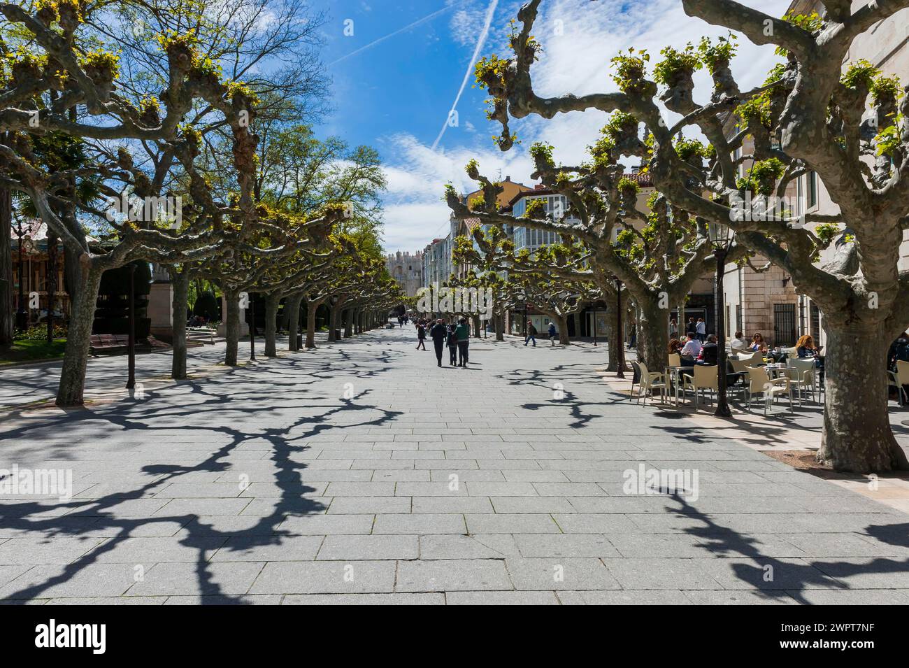 Promenade mit Platanen, Altstadt, Denkmal, Reise, Tourismus, Städtereise, Burgos, Spanien Stockfoto