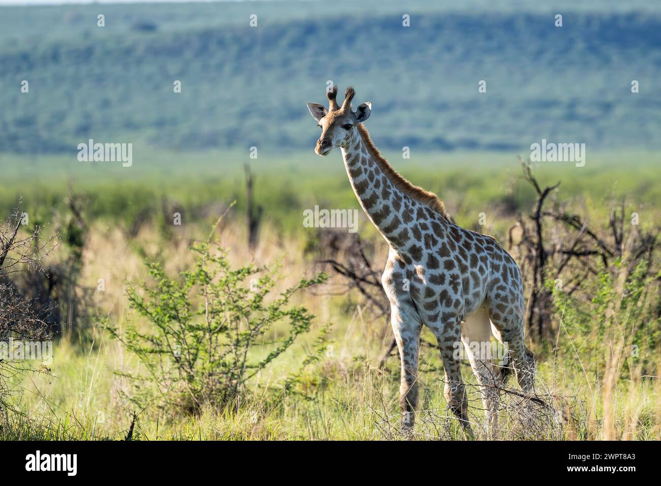 Südliche Giraffe (Giraffa giraffa) Baby, Madikwe Game Reserve, Nordwestprovinz, Südafrika, RSA Stockfoto