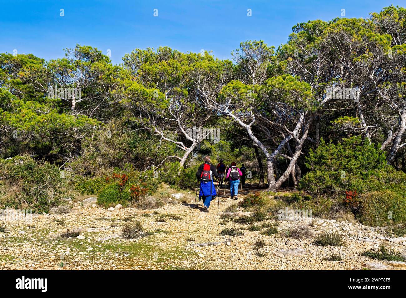 Zwei Rucksacktouristen wandern auf einem Naturpfad durch einen Kiefernwald, Küstenwanderung im Süden Mallorcas Stockfoto