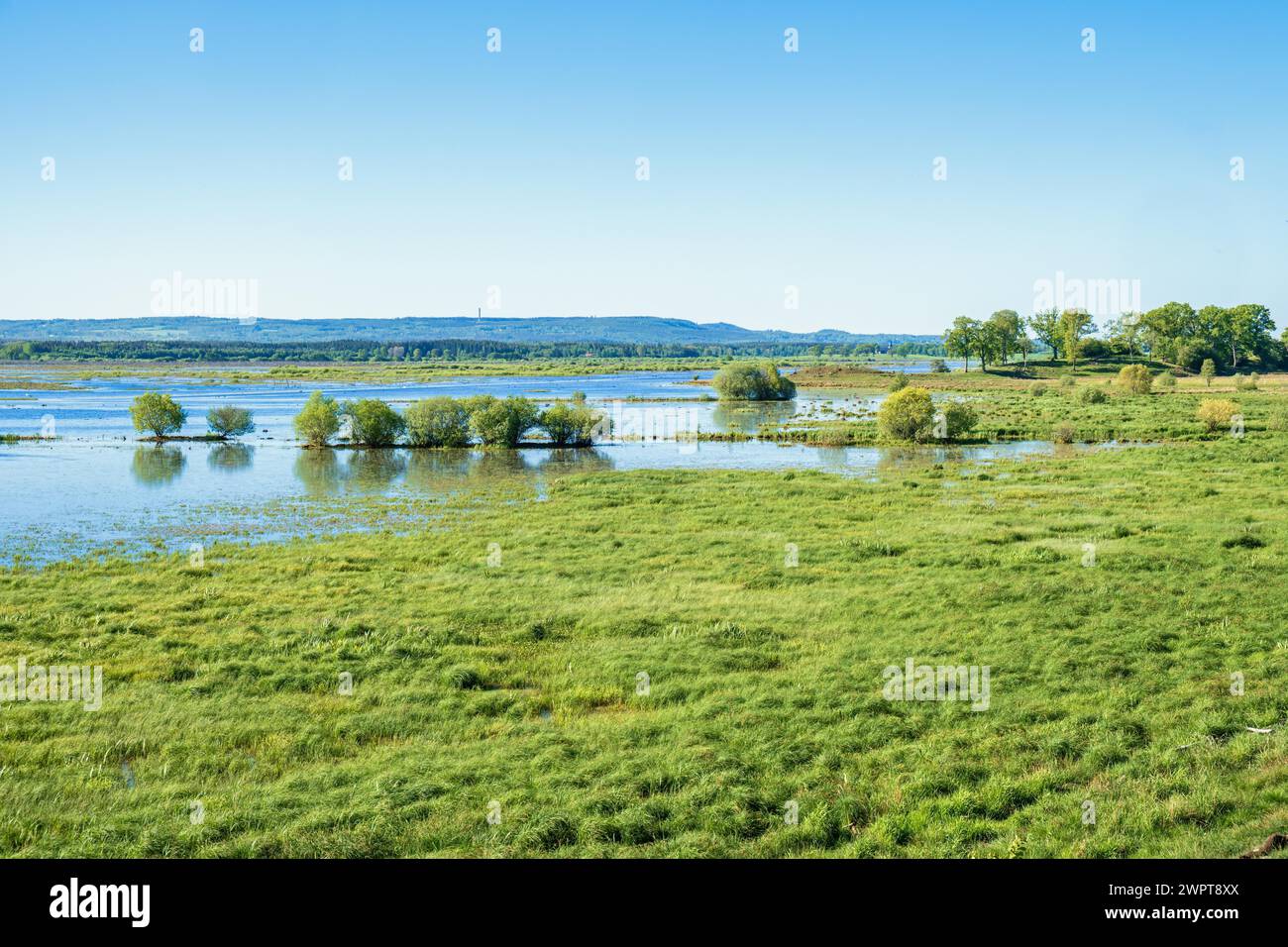 Blick in ein Feuchtgebiet mit überfluteter Strandwiese und üppigem grünem Gras, Hornborgasjoen, Schweden Stockfoto