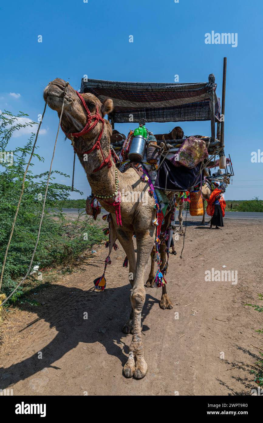 Beduins auf ihren Kamelen, Gujarat, Indien Stockfoto
