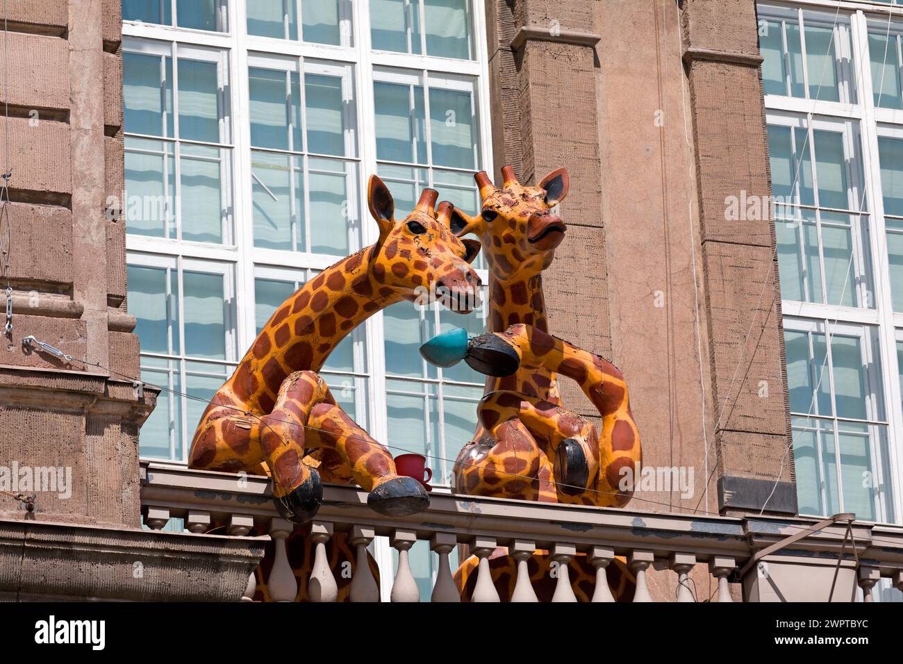 Zwei Giraffen auf dem Balkon des Helsinki Natural History Museum, Skandinavien Stockfoto