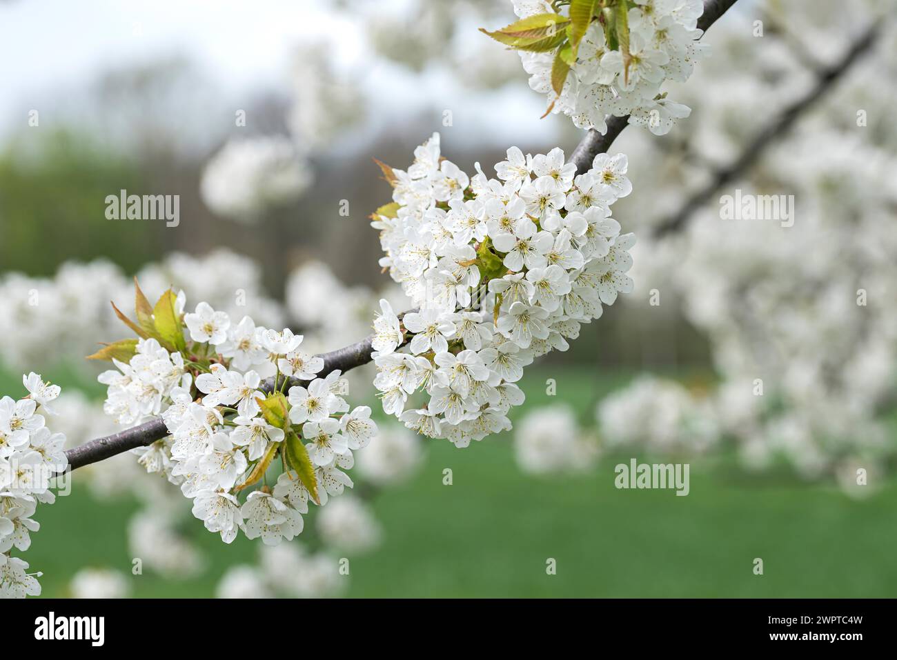 Wildkirsche (Prunus avium), lokale Verbindung nach Nossen, Deutschland Stockfoto