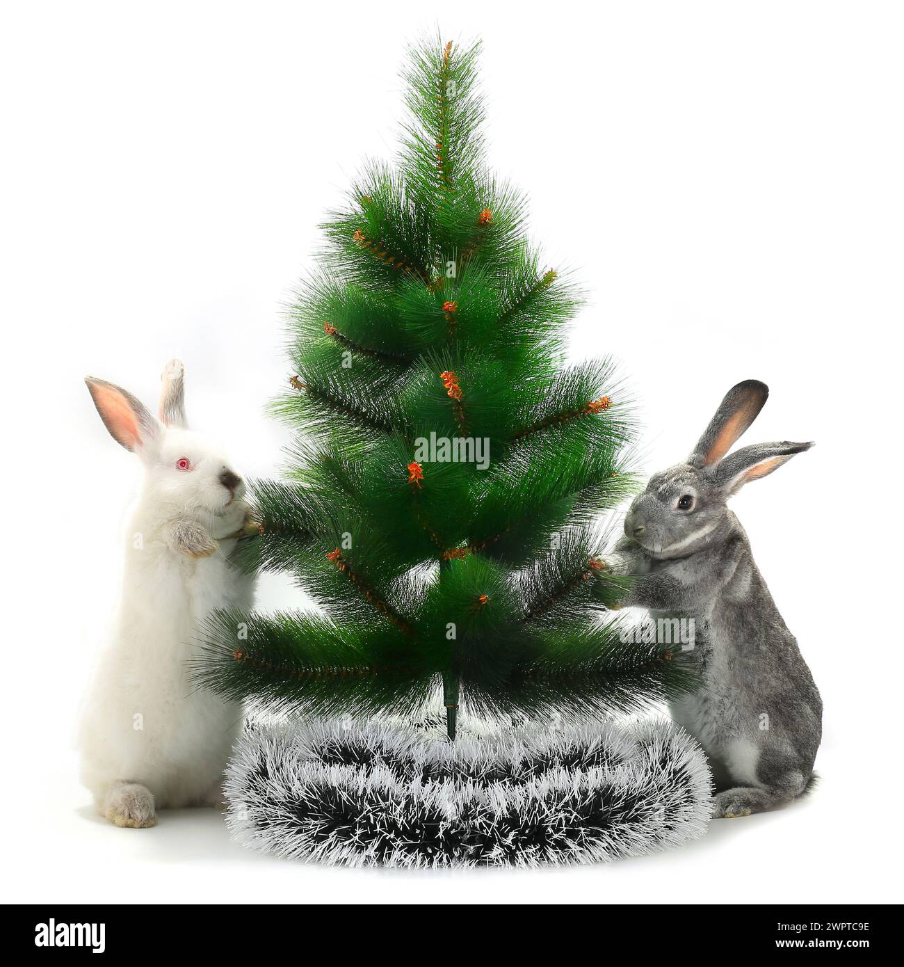 Entzückende Weihnachtskaninchen unter dem Baum isoliert auf weißem Hintergrund Stockfoto