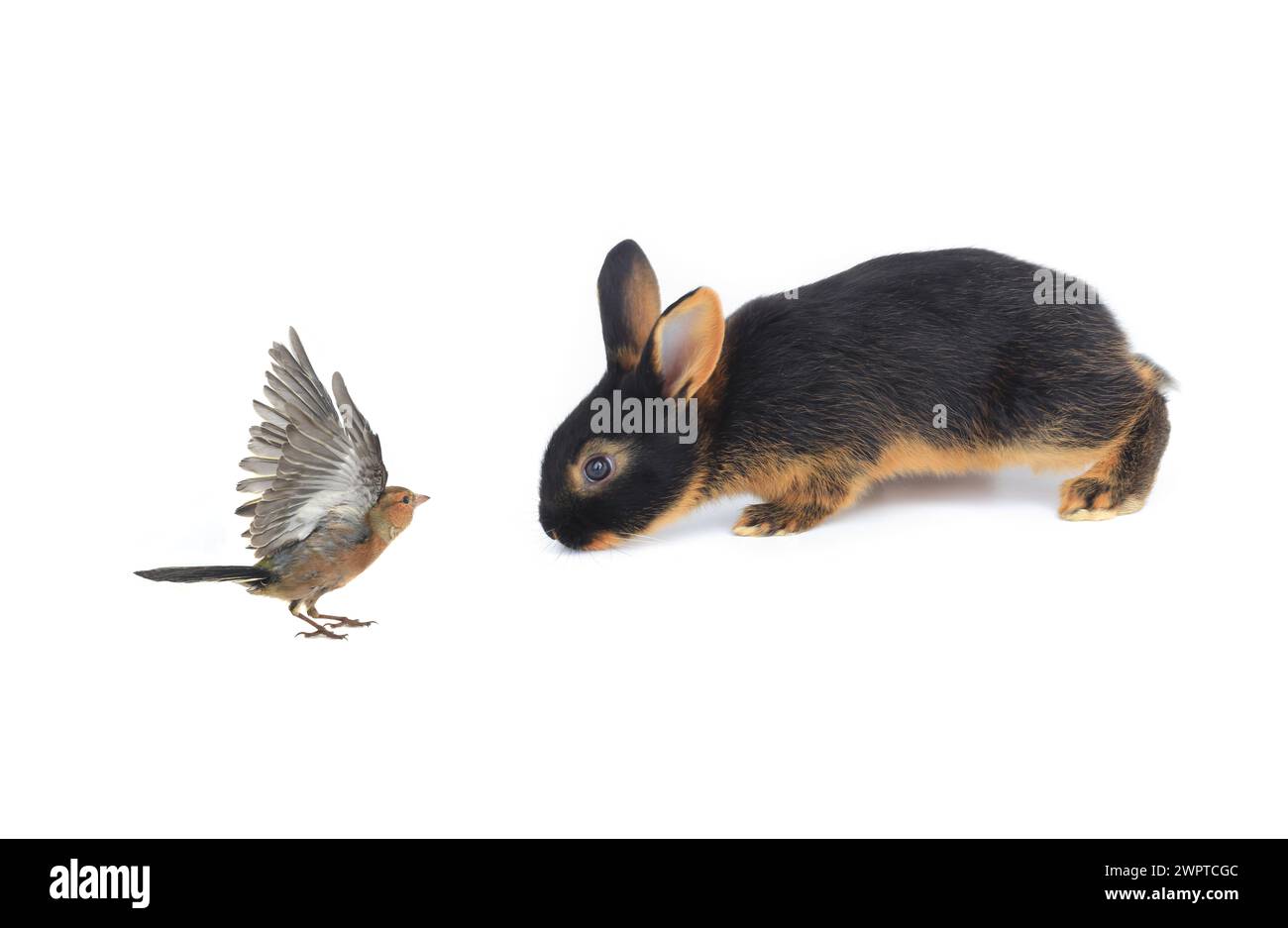 Kanbil- und Kaffinchenflug auf weißem Hintergrund Stockfoto