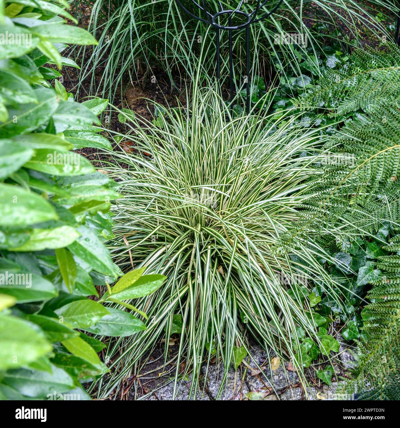 Japanischer Goldsegen (Carex oshimensis 'Evergold'), an den Dorfwiesen 9, Laussnitz, Sachsen, Deutschland Stockfoto