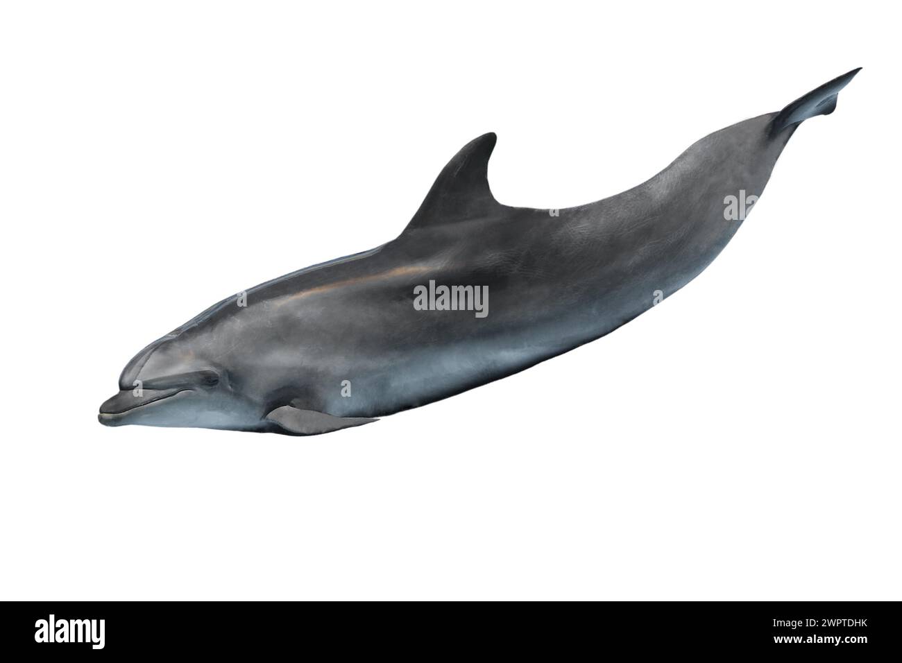 delfin isoliert auf weißem Hintergrund Stockfoto