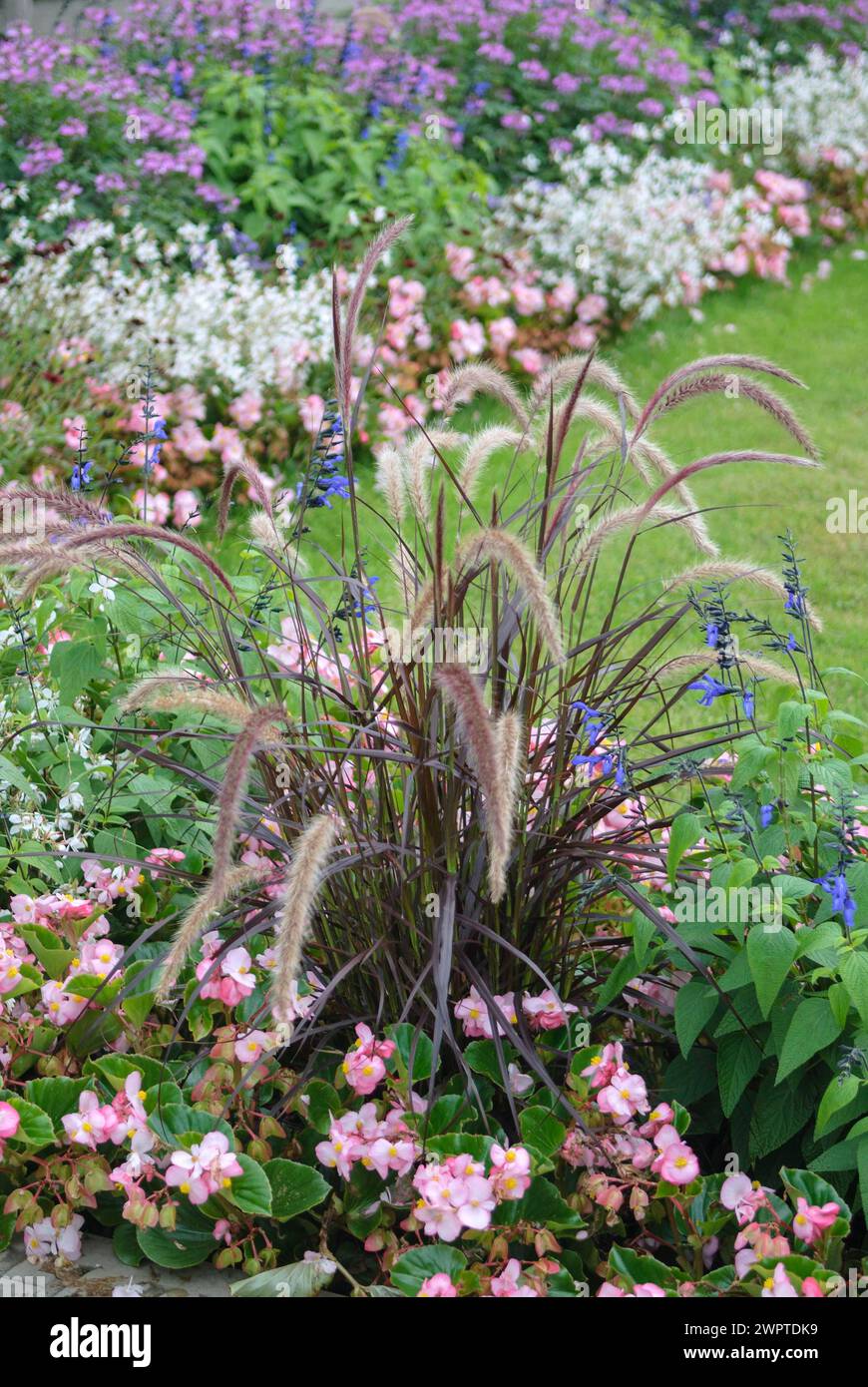 Rotlampengras (Pennisetum setaceum 'rubrum'), Guarani Salbei (Salvia guaranitica 'Black and Blue'), Berggarten, Niedersachsen, Deutschland Stockfoto