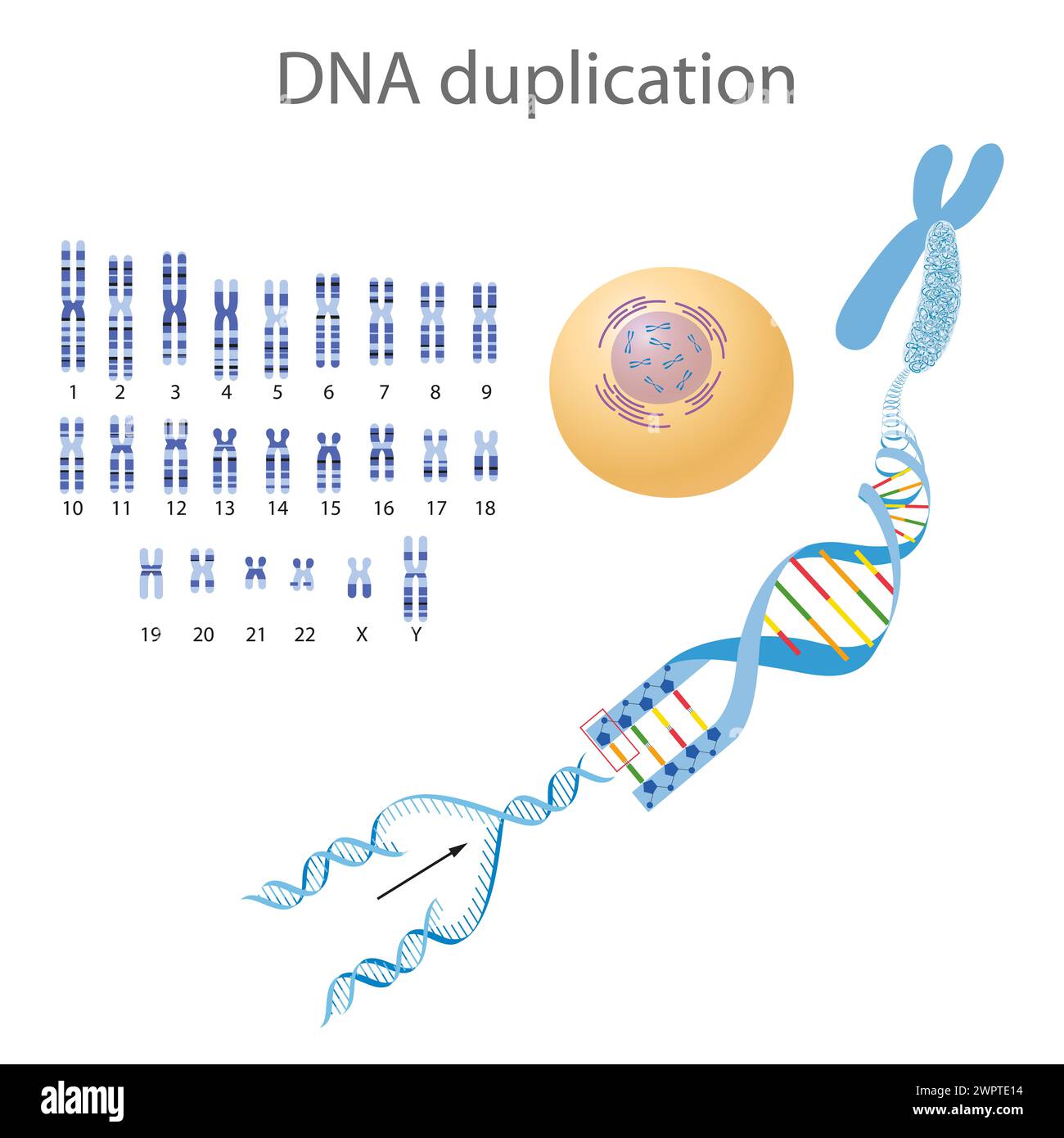 DNA-Struktur und Replikationsdarstellung Stockfoto