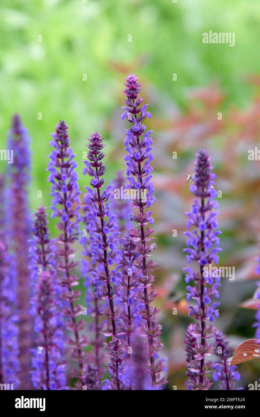 Steppensalbei (Salvia nemorosa „Caradonna“), Universität für Agrarwissenschaften, Alnarp, Skane laen, Schweden Stockfoto