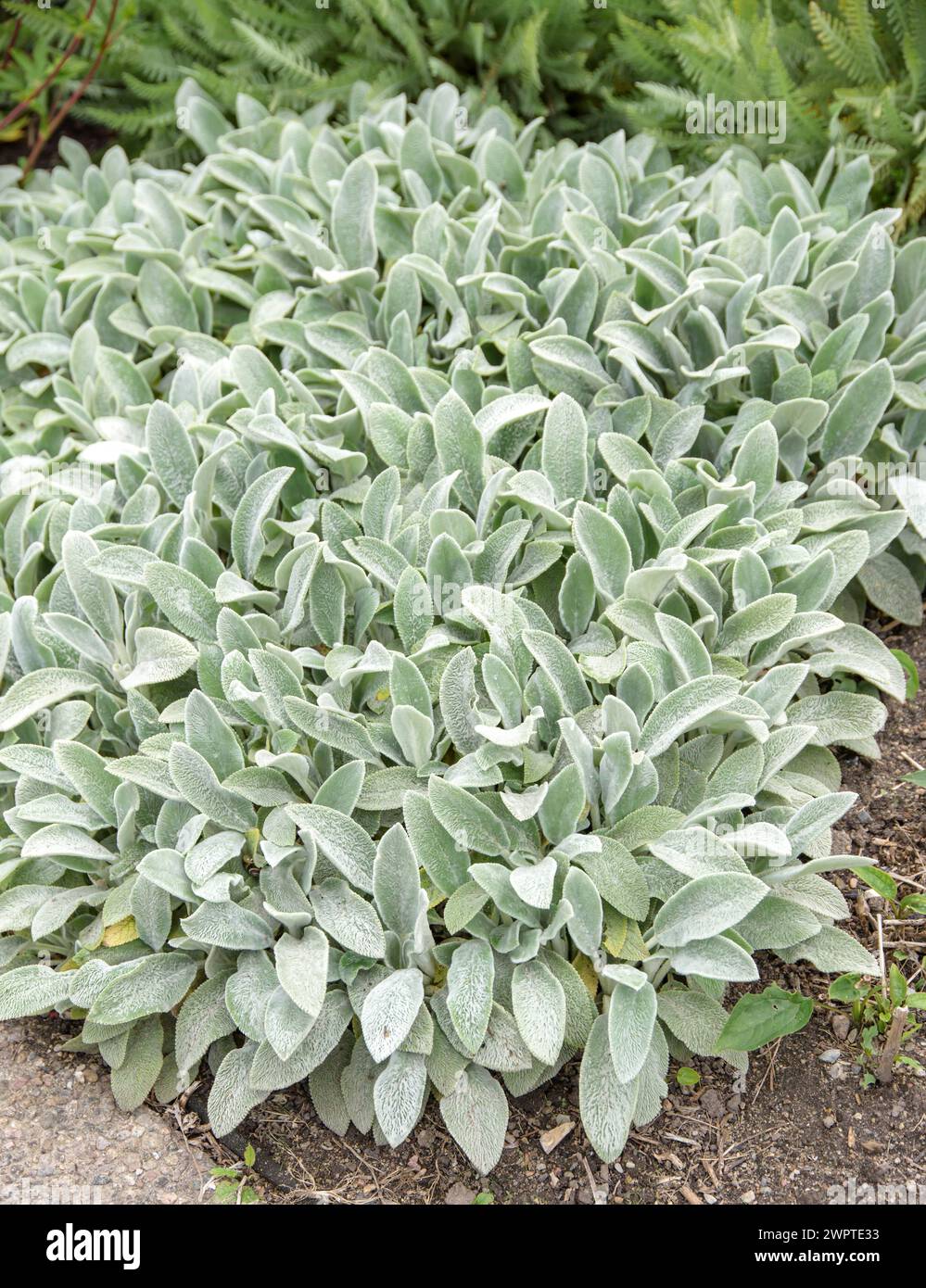 Teppich-Wollzest (Stachys byzantina „Silberteppich“), Universität für Agrarwissenschaften, Alnarp, Skane laen, Schweden Stockfoto