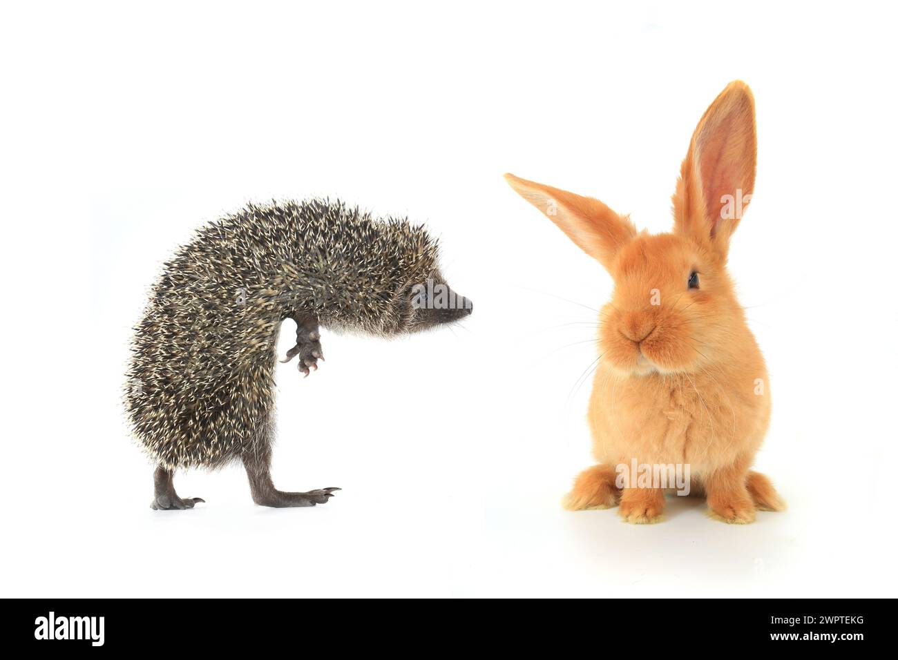 Igel und braunes Kaninchen auf weißem Hintergrund Stockfoto