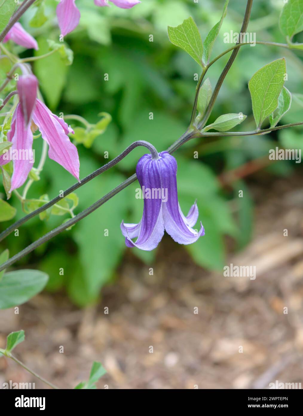 Clematis 'Rooguchi', Clematis integrifolia 'Rosea', Sachs Kindergarten, Radebeul, Sachsen, Deutschland Stockfoto