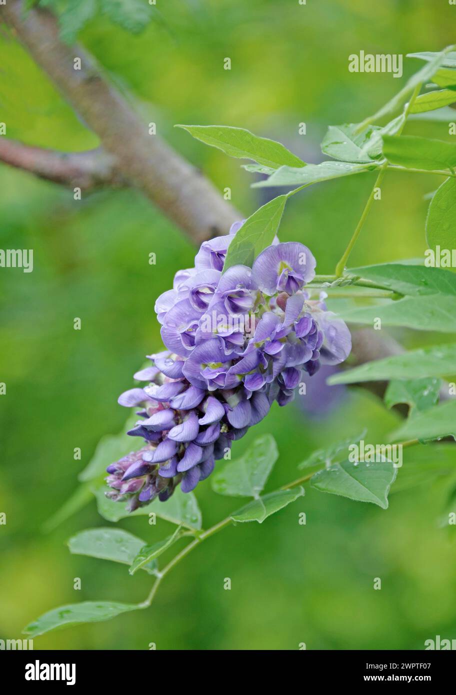 Amerikanischer blauer Regen (Wisteria frutescens „Amethyst Falls“) Stockfoto