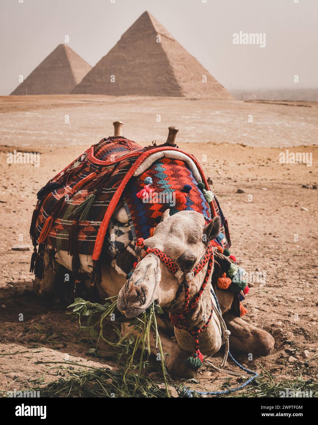 Ein Kamel vor dem Pyramidenkomplex von Gizeh Stockfoto