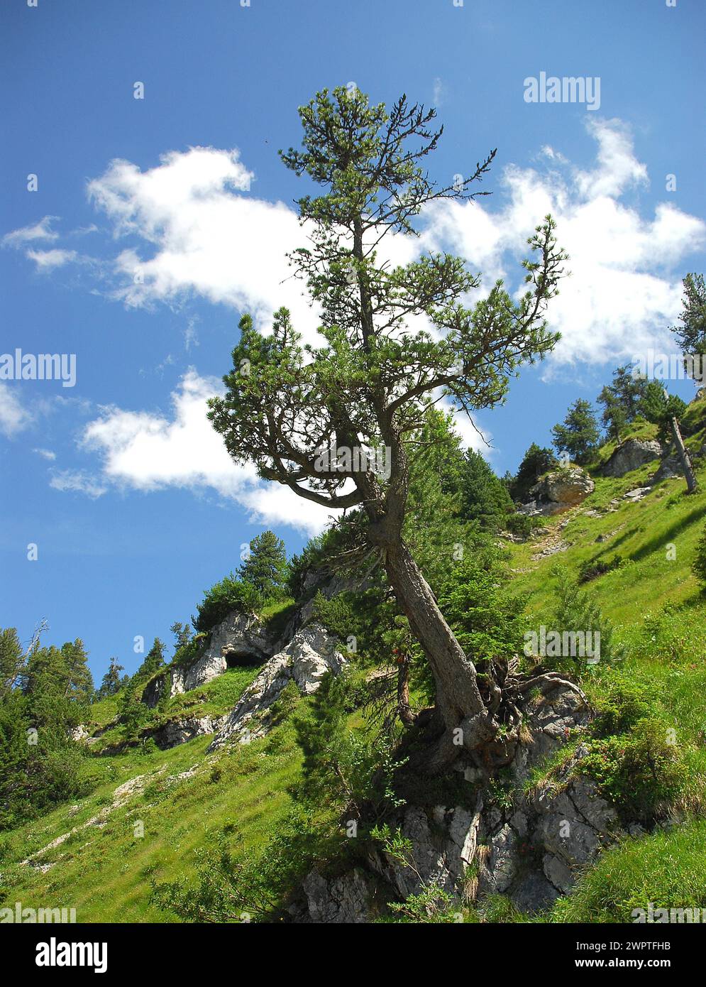 Pinus cembra Stockfoto