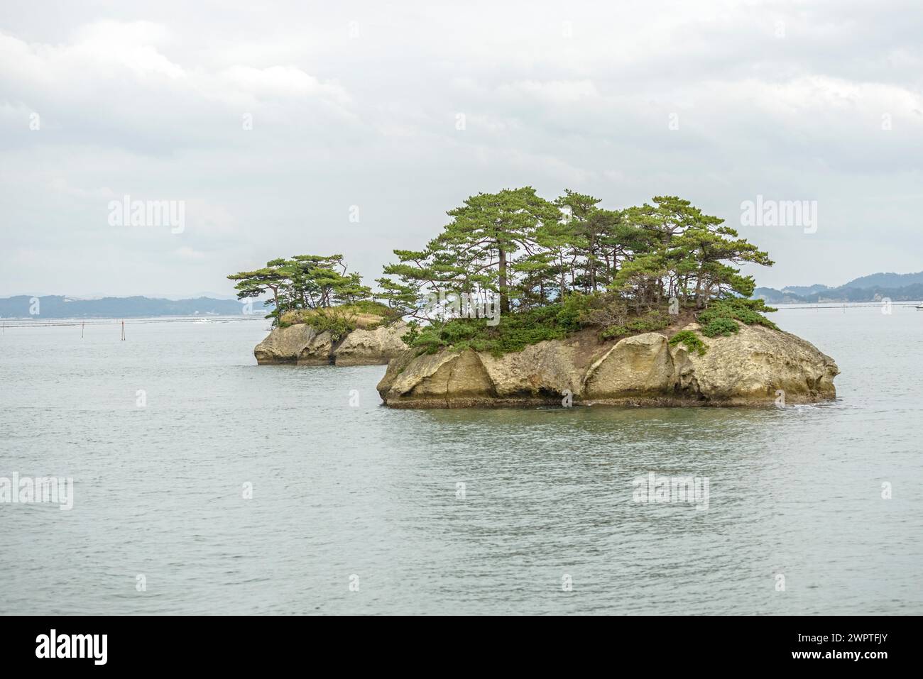 Japanische Rotkiefer (Pinus densiflora), Matsushima Bay, Matsushima, Honshu, Japan Stockfoto