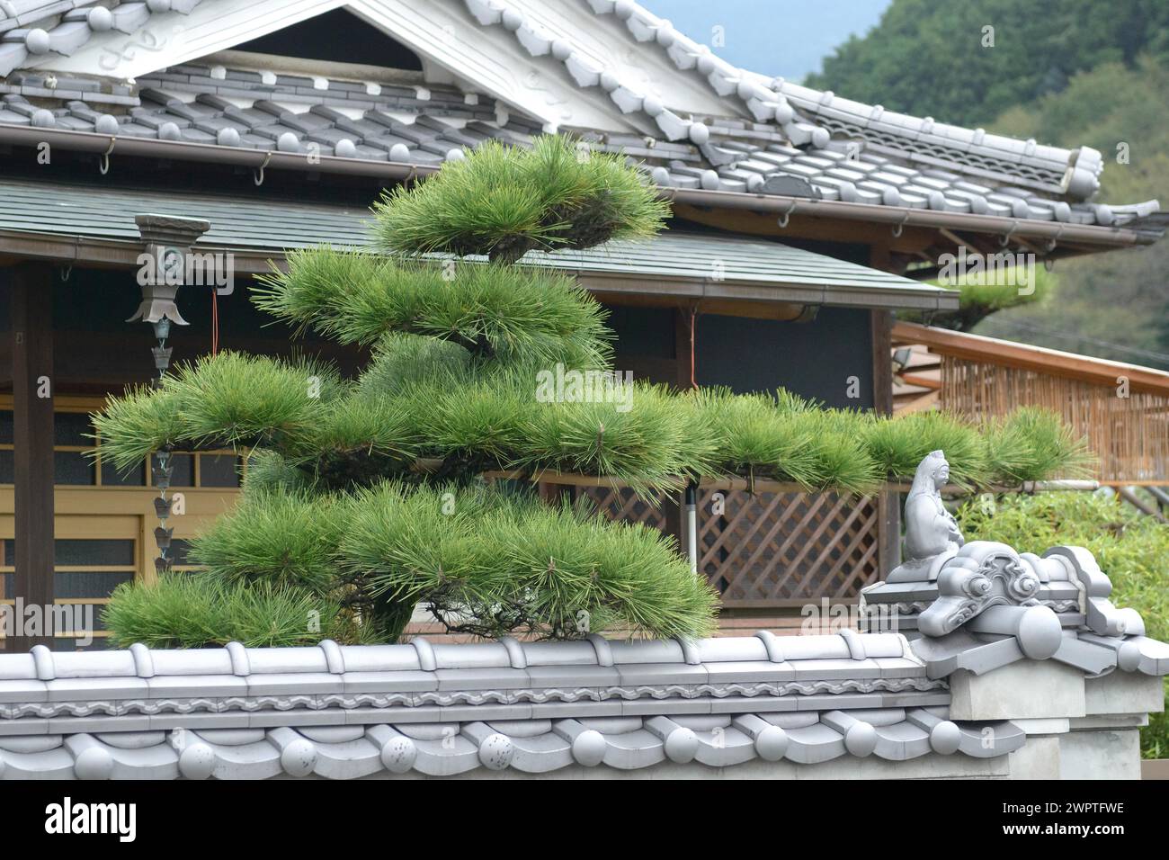 Japanische Schwarzkiefer (Pinus thunbergii), Super Rindo Forest Road, Nara, Honshu, Japan Stockfoto