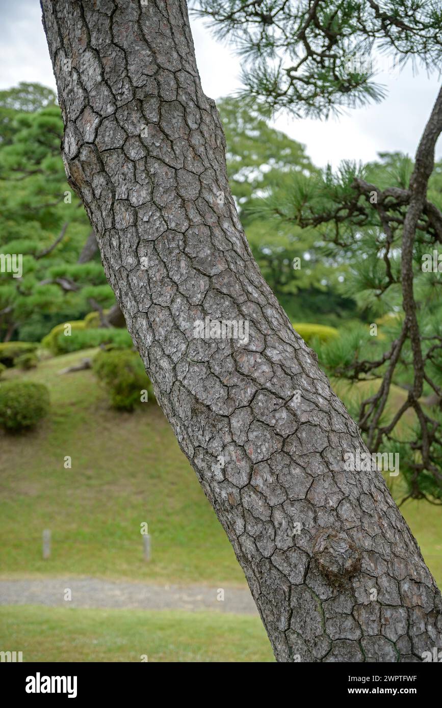Japanische Schwarzkiefer (Pinus thunbergii), Hamarikiyu Garten, Tokio, Honshu, Japan Stockfoto