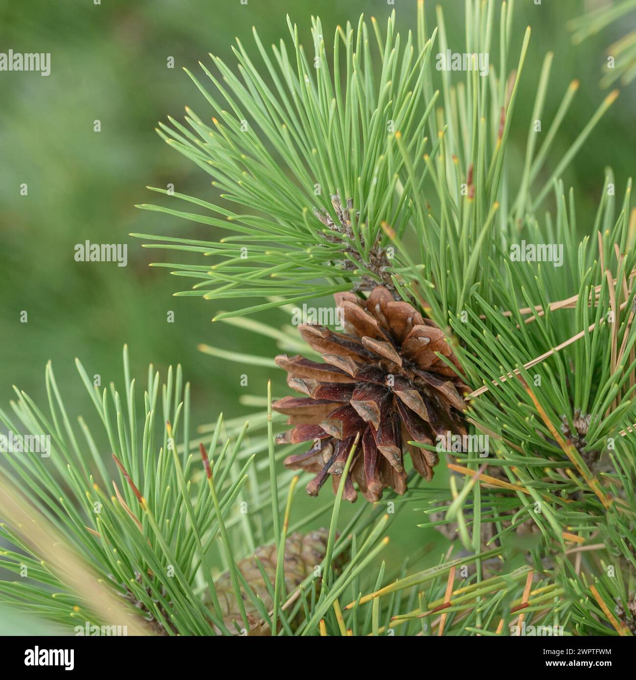 Japanische Schwarzkiefer (Pinus thunbergii), Matsushima Bay, Matsushima, Honshu, Japan Stockfoto