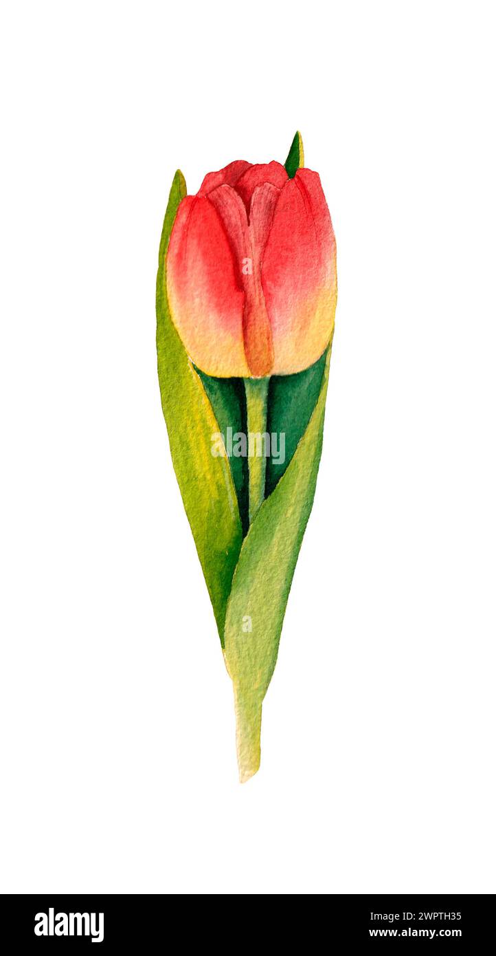 Aquarell-handgezeichnete Tulpenblüte isoliert auf weißem Hintergrund. Frühlingsblumen. Stockfoto