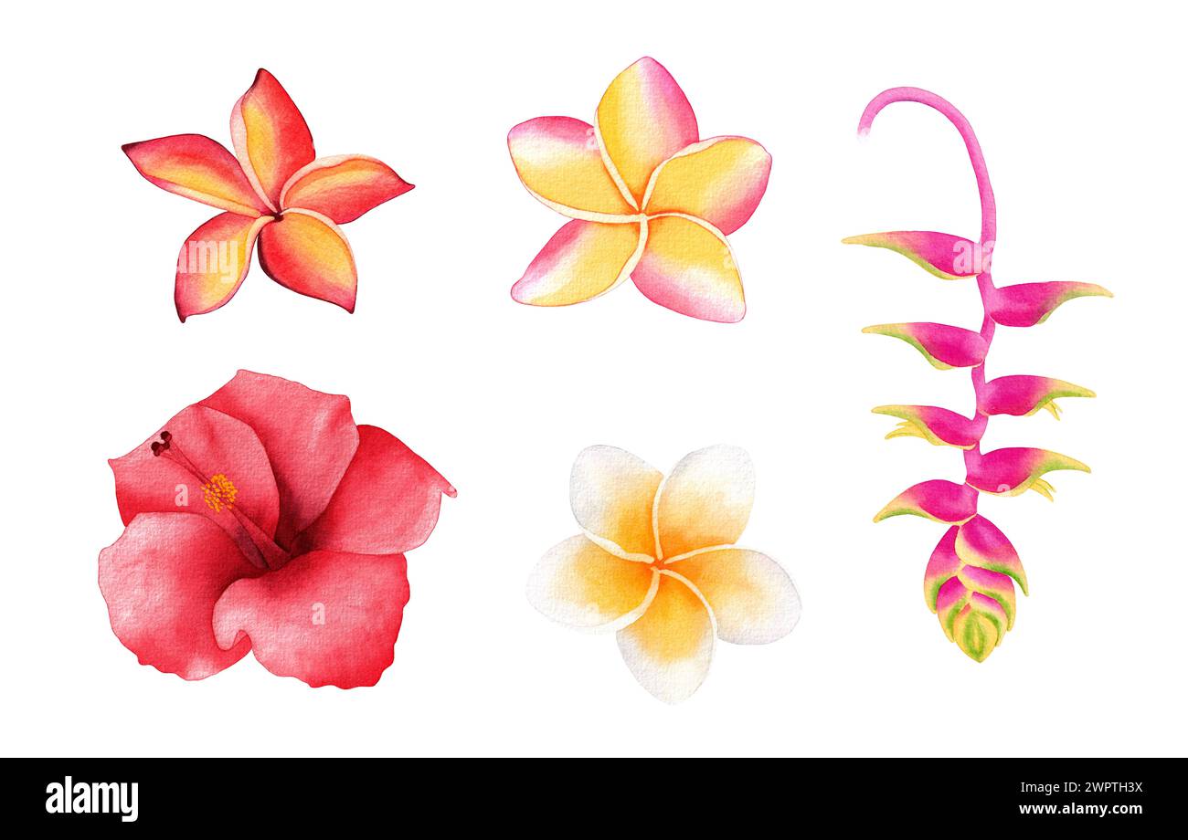 Tropische Blumen. Handgezeichnete Aquarellillustration, isoliert auf weißem Hintergrund Stockfoto