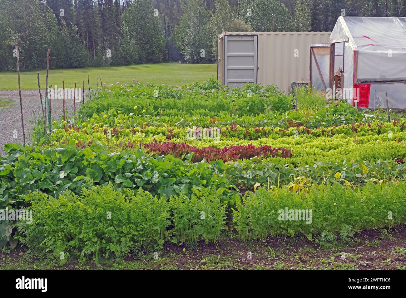 Salat und anderes Gemüse vor einem Gewächshaus, Yukon Discvery Lodge, Alaska Highway, Yukon, Kanada Stockfoto