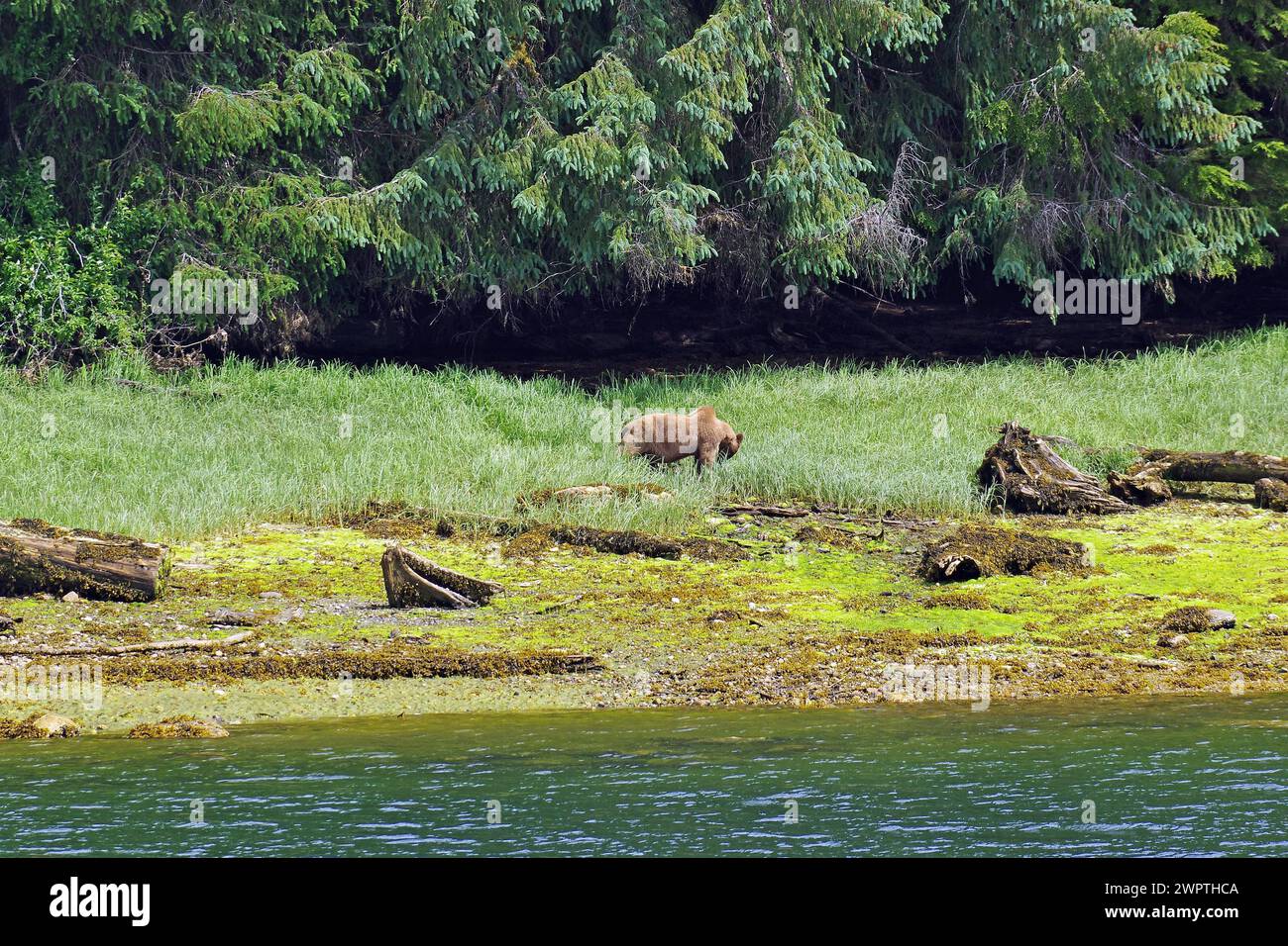 Langgestreckter Fjord mit bewaldeten Küsten und Wiesen, Grizzly fressendem Gras, Khutzeymateen Grizzly Bear, Wildnis, British Columbia, Kanada Stockfoto