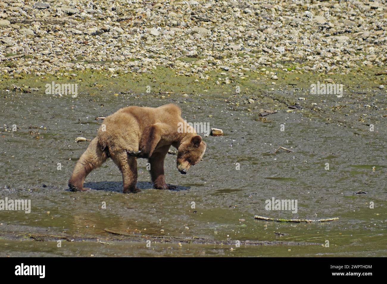 Grizzly auf der Suche nach Muscheln bei Ebbe, Khutzeymateen Grizzly Bear, Wildnis, British Columbia, Kanada Stockfoto