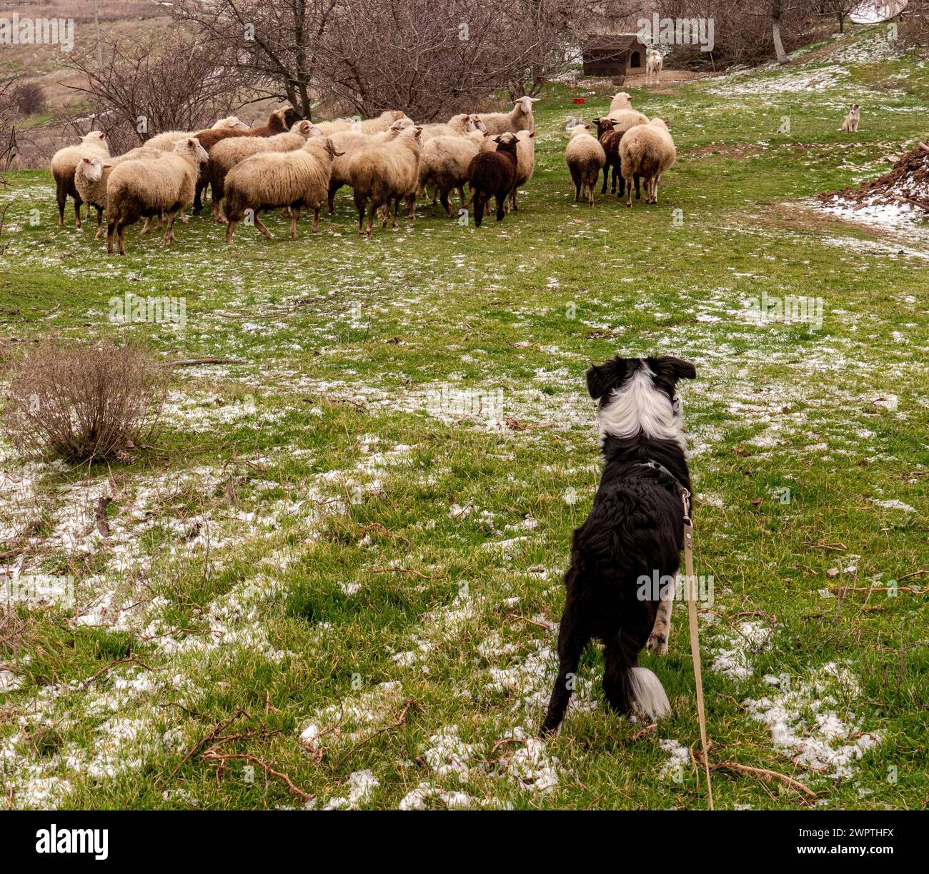 Ein Border Collie Welpe lernt die Schafe auf einer Farm an der Leine kennen. Stockfoto