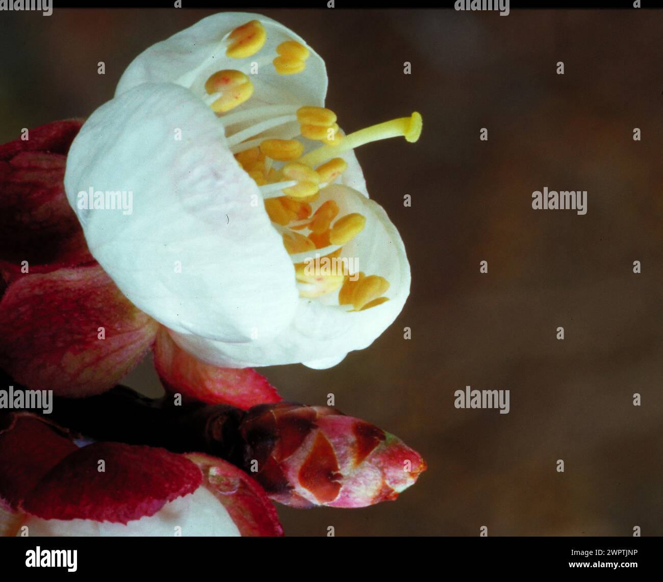 Nahaufnahme einer weißen Blume mit rötlichen Details und markanten Staubblättern Aprikosenblüte Aprikose Stockfoto