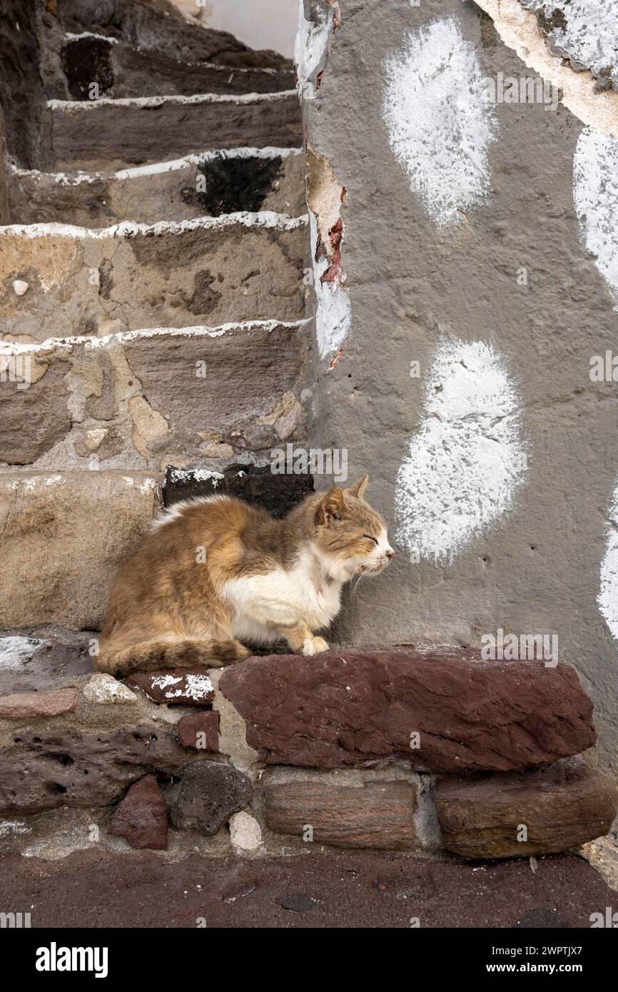 Katze, die auf einer Steinmauer sitzt, Klima, Milos, Kykladen, Griechenland Stockfoto