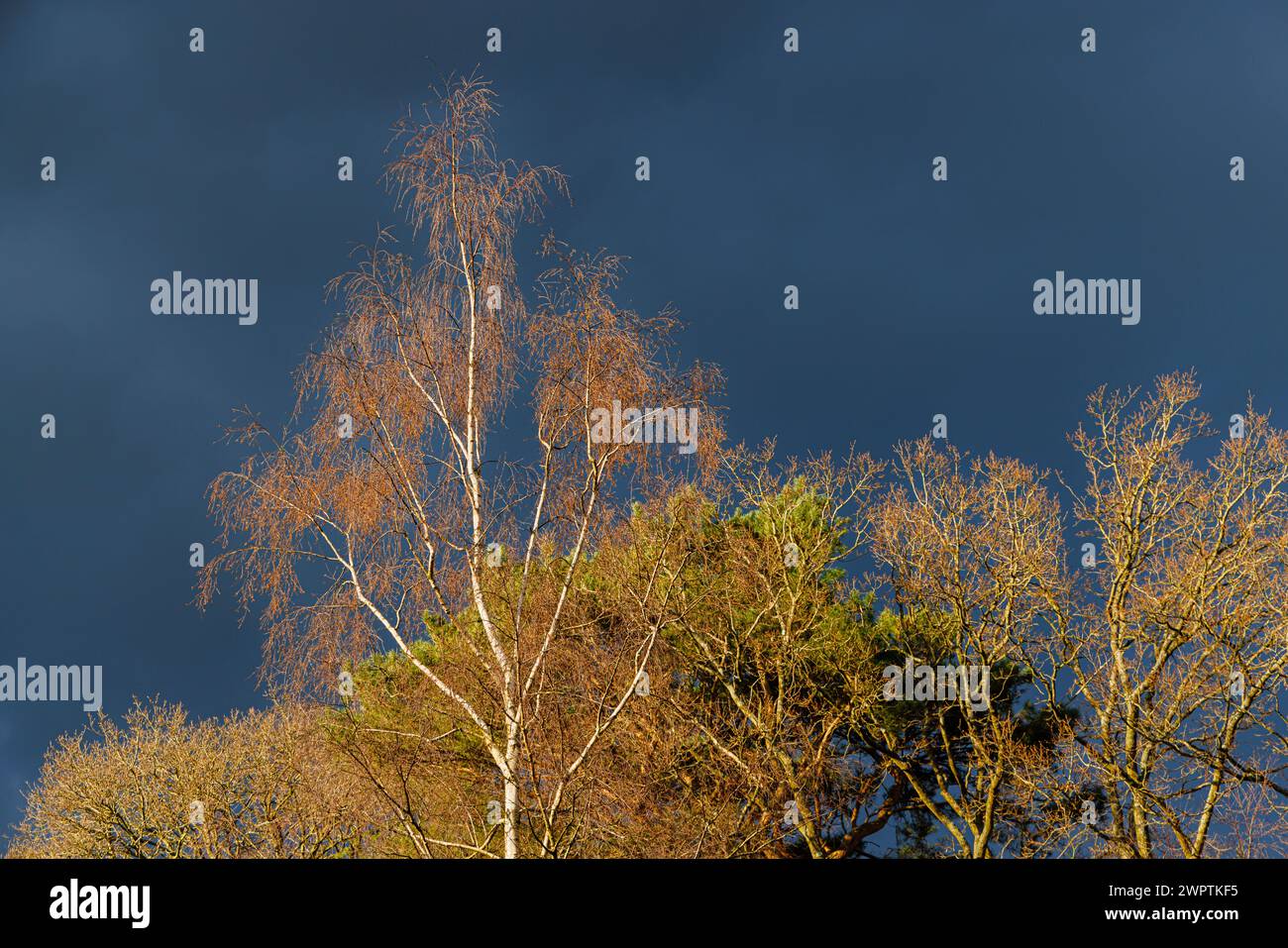 Am späten Nachmittag fängt die Frühlingssonne blattlose Silberbirken (Betula pendula) und Eichen (Quercus robur) vor einem dunkelgrauen Himmel im Südosten Englands Stockfoto